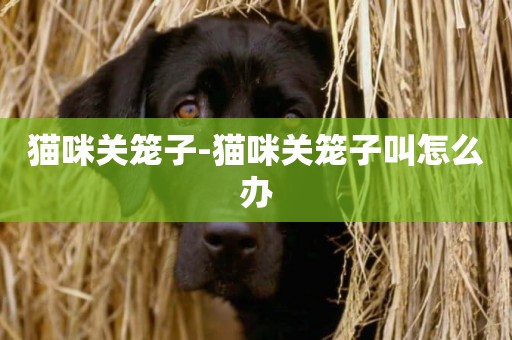 貓咪關籠子-貓咪關籠子叫怎么辦