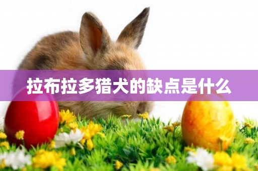 拉布拉多獵犬的缺點是什么