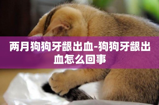 兩月狗狗牙齦出血-狗狗牙齦出血怎么回事
