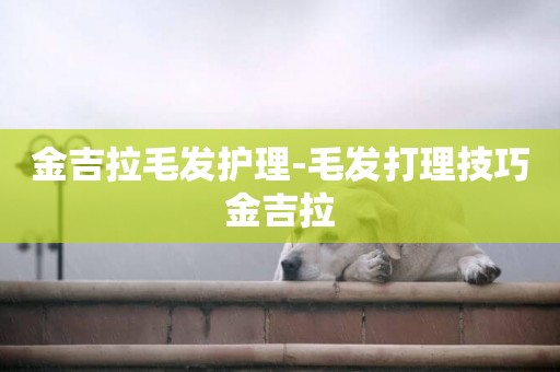 金吉拉毛發護理-毛發打理技巧金吉拉