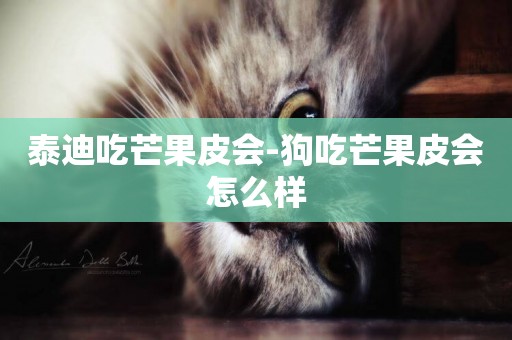 泰迪吃芒果皮會-狗吃芒果皮會怎么樣