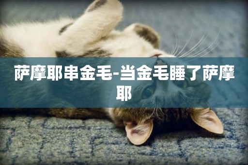 薩摩耶串金毛-當金毛睡了薩摩耶