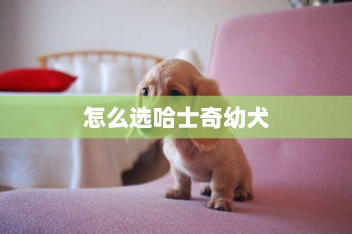 怎么選哈士奇幼犬