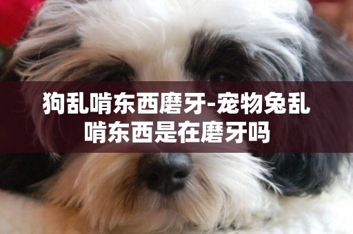 狗亂啃東西磨牙-寵物兔亂啃東西是在磨牙嗎