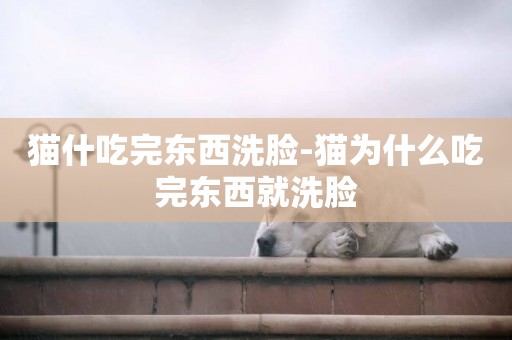 貓什吃完東西洗臉-貓為什么吃完東西就洗臉