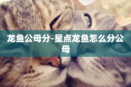龍魚公母分-星點龍魚怎么分公母