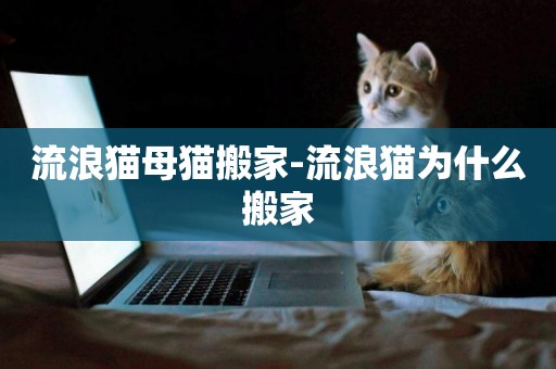 流浪貓母貓搬家-流浪貓為什么搬家