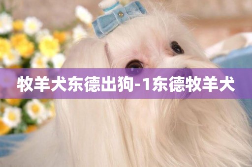 牧羊犬東德出狗-1東德牧羊犬