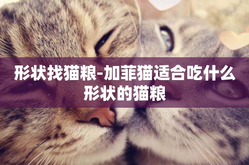 形狀找貓糧-加菲貓適合吃什么形狀的貓糧