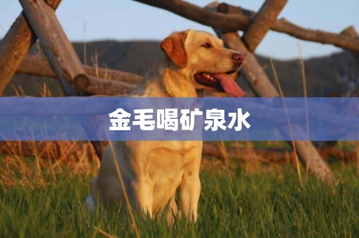 金毛喝礦泉水