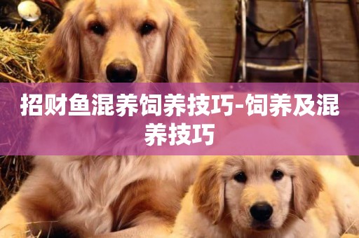招財魚混養飼養技巧-飼養及混養技巧