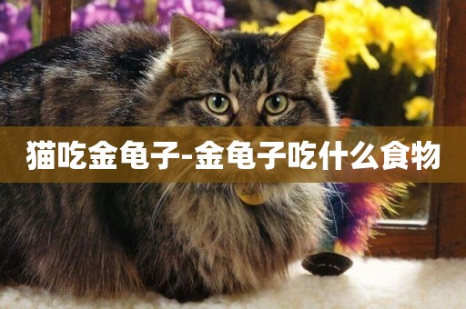 貓吃金龜子-金龜子吃什么食物