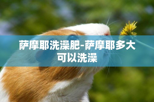 薩摩耶洗澡肥-薩摩耶多大可以洗澡