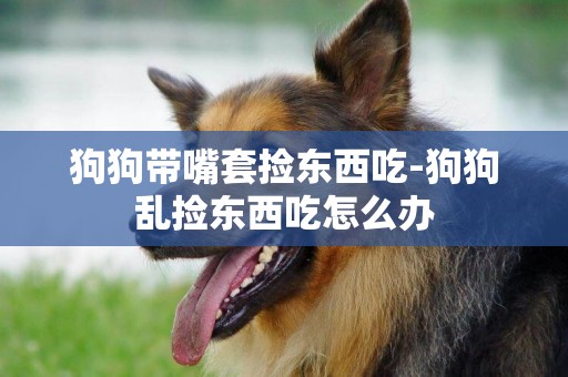 狗狗帶嘴套撿東西吃-狗狗亂撿東西吃怎么辦