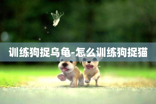 訓練狗捉烏龜-怎么訓練狗捉貓