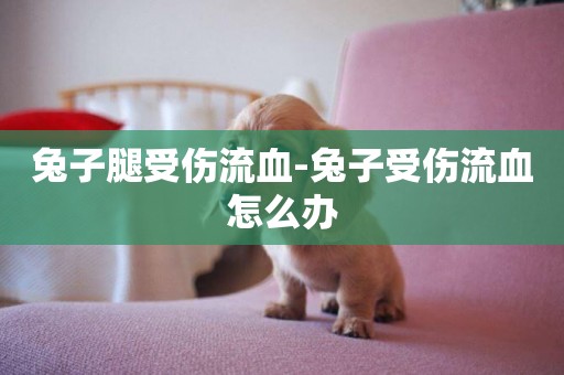 兔子腿受傷流血-兔子受傷流血怎么辦