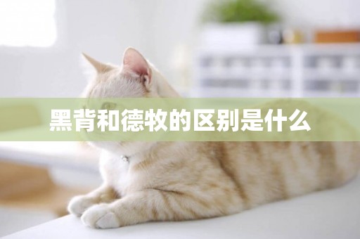 黑背和德牧的區別是什么