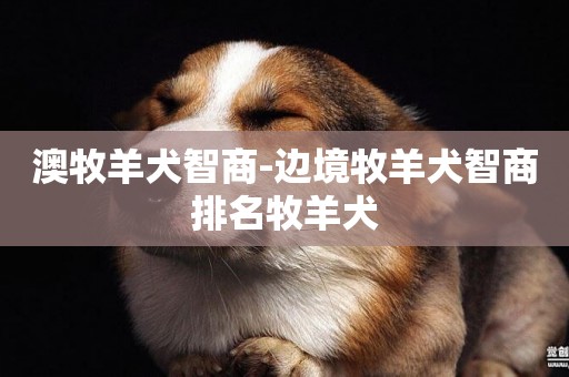 澳牧羊犬智商-邊境牧羊犬智商排名牧羊犬