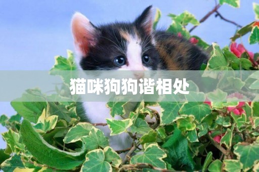 貓咪狗狗諧相處