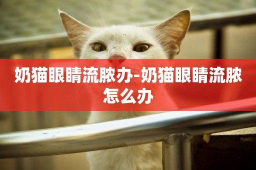 奶貓眼睛流膿辦-奶貓眼睛流膿怎么辦
