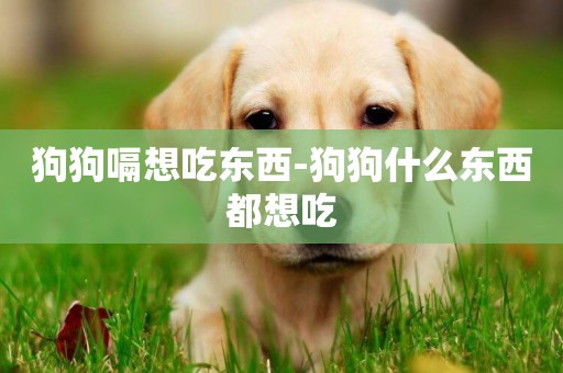 狗狗嗝想吃東西-狗狗什么東西都想吃