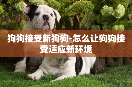狗狗接受新狗狗-怎么讓狗狗接受適應新環境
