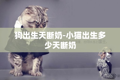 狗出生天斷奶-小貓出生多少天斷奶