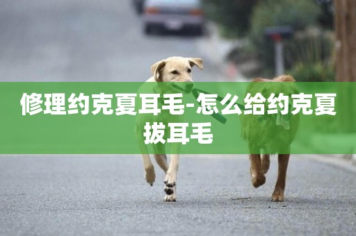 修理約克夏耳毛-怎么給約克夏拔耳毛
