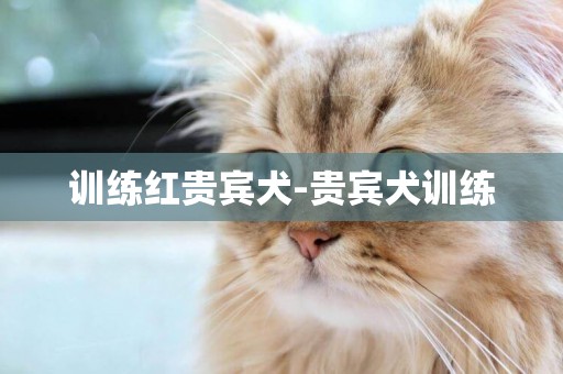 訓練紅貴賓犬-貴賓犬訓練