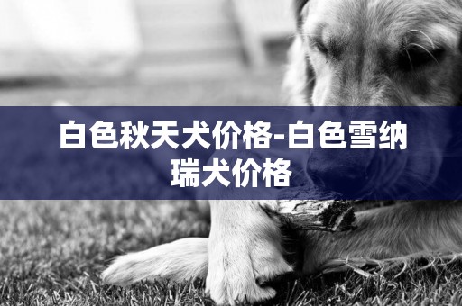 白色秋天犬價格-白色雪納瑞犬價格
