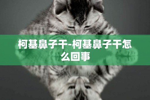 柯基鼻子干-柯基鼻子干怎么回事