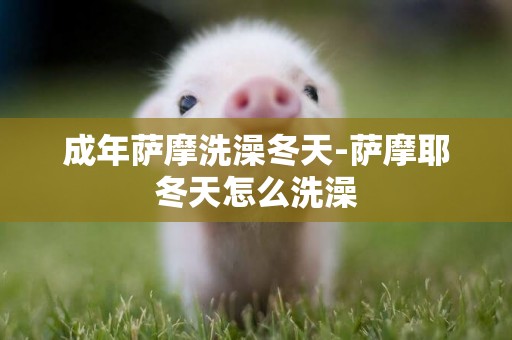 成年薩摩洗澡冬天-薩摩耶冬天怎么洗澡