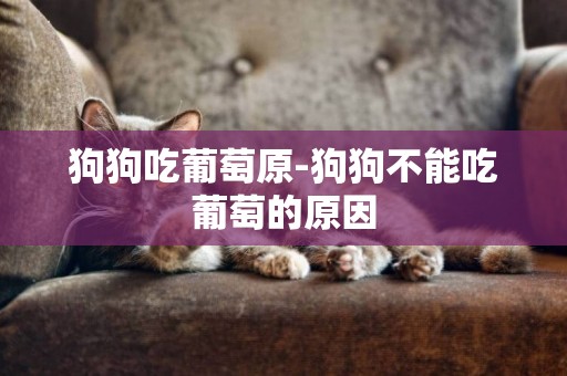 狗狗吃葡萄原-狗狗不能吃葡萄的原因