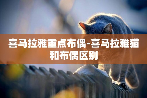 喜馬拉雅重點布偶-喜馬拉雅貓和布偶區別