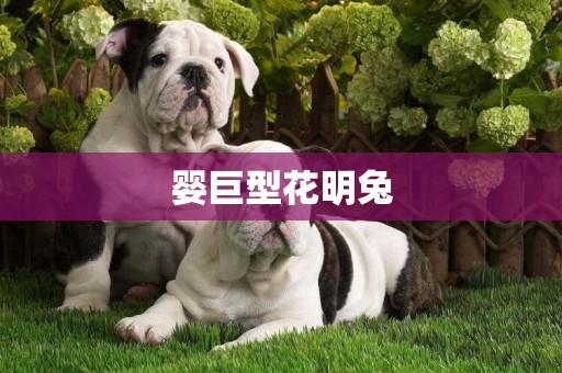 嬰巨型花明兔