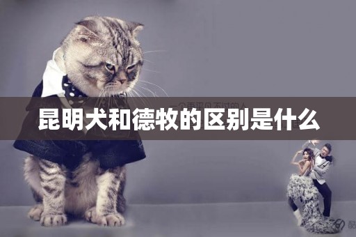 昆明犬和德牧的區別是什么