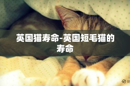 英國貓壽命-英國短毛貓的壽命