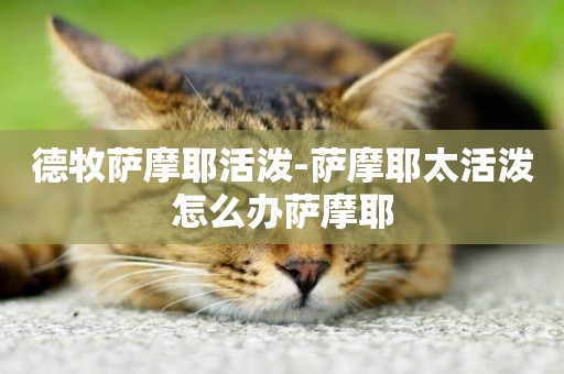德牧薩摩耶活潑-薩摩耶太活潑怎么辦薩摩耶