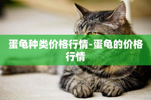 蛋龜種類價格行情-蛋龜的價格行情