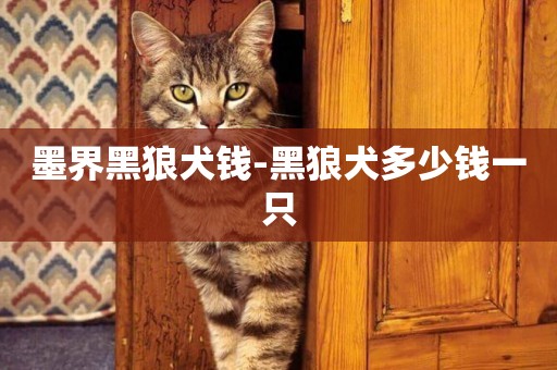 墨界黑狼犬錢-黑狼犬多少錢一只