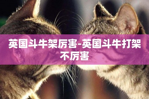 英國斗牛架厲害-英國斗牛打架不厲害