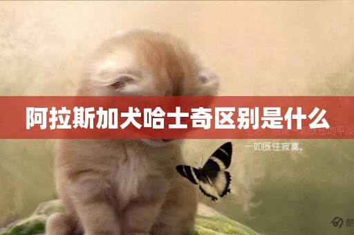 阿拉斯加犬哈士奇區別是什么
