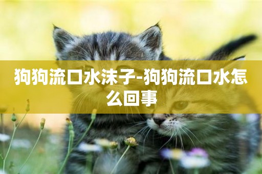 狗狗流口水沫子-狗狗流口水怎么回事