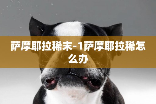 薩摩耶拉稀末-1薩摩耶拉稀怎么辦