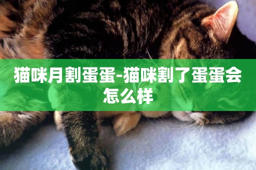貓咪月割蛋蛋-貓咪割了蛋蛋會怎么樣