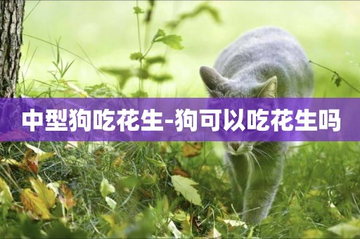 中型狗吃花生-狗可以吃花生嗎