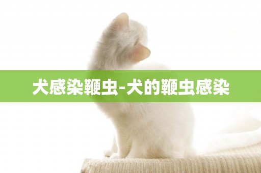 犬感染鞭蟲-犬的鞭蟲感染