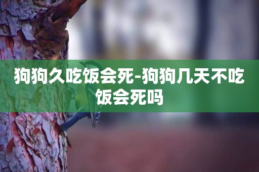 狗狗久吃飯會死-狗狗幾天不吃飯會死嗎