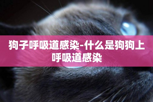 狗子呼吸道感染-什么是狗狗上呼吸道感染