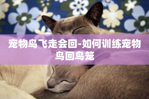 寵物鳥飛走會回-如何訓練寵物鳥回鳥籠